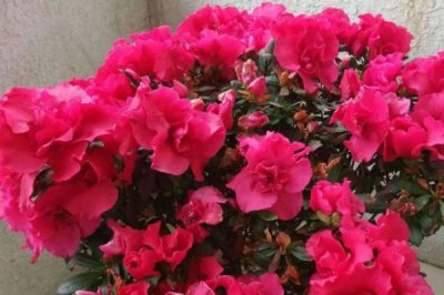 家里養(yǎng)杜鵑花寓意吉祥嗎，家里養(yǎng)杜鵑花是十分吉祥的