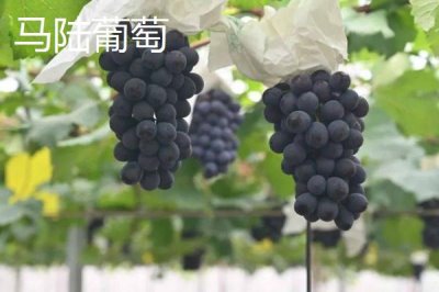 上海市嘉定區(qū)的特產，嘉定白蒜深受本地人的歡迎