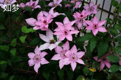 鐵線蓮的花語，寓意高潔美麗、和平和諧等