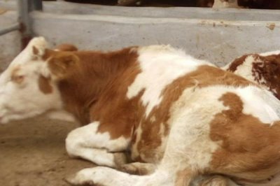 新生牛犢體溫低怎么處理，可先給其口服一些葡萄糖