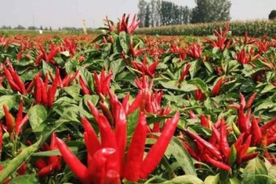種植朝天椒施什么肥料，底肥可使用有機(jī)肥、二胺、尿素等肥料
