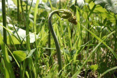 種植蕨菜的效益，畝收益可達到12000-16000元左右