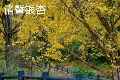 浙江省諸暨市的特產(chǎn)，同山燒被譽為“江南小茅臺”