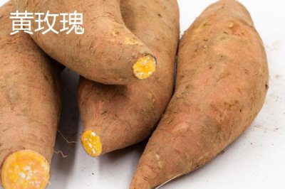 甘薯優(yōu)良的新品種介紹，不同品種的種植時(shí)間不同