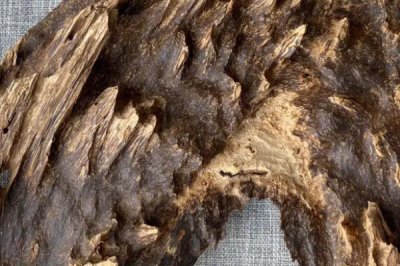 廣東種植哪些藥材能掙錢，可種植砂仁、益智、廣藿香等品種