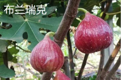 無(wú)花果的產(chǎn)地，在國(guó)內(nèi)主產(chǎn)于山東、江蘇、廣東、陜西等省份