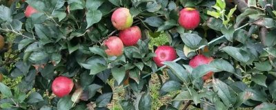 蘋果樹怎么栽培，在春天進(jìn)行定植為佳
