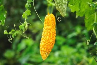蔬菜的水培方法，可將蔬菜栽種至定植杯中、再鑲嵌于浮板各孔上