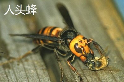 人頭蜂與虎頭蜂的性情，二者都屬于兇猛的蜜蜂品種