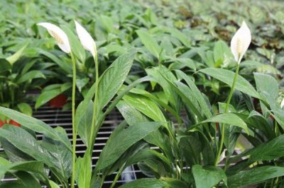 一帆風順的種植技術，適合在半陰的環(huán)境中生長