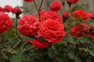 哪些月季適合在湖南種植，包括碧翠絲、真宙、月月紅等品種