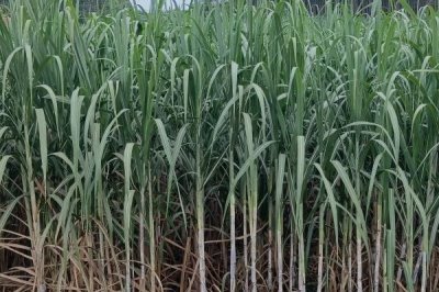 甘蔗白蟻為害情況，萌芽期和成熟時受害重