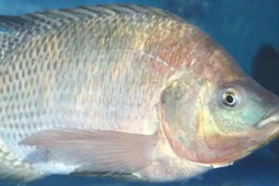 羅非魚(yú)以什么為食，主要吃浮游動(dòng)物和植物飼料