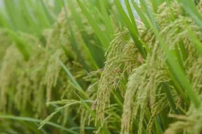 2017年回鄉(xiāng)創(chuàng)業(yè)適合種植什么作物，小麥、棉花及蔬菜都是適宜選擇