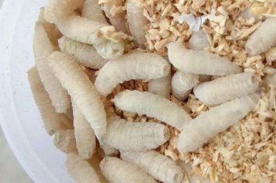 鯽魚品種有哪些，包括高背鯽、彭澤鯽等種類