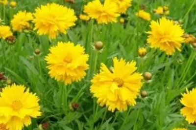 院子里能種菊花嗎，院子里是適合種菊花的