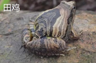 青蛙和田雞的區(qū)別，都可以養(yǎng)殖