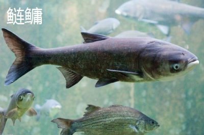 新關(guān)東魚鉤有哪些優(yōu)缺點(diǎn)，釣大魚有優(yōu)勢，釣小魚效果不佳
