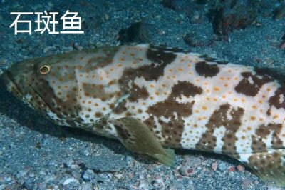 龍躉的產(chǎn)地，主產(chǎn)區(qū)為印度洋、太平洋、大西洋的熱帶、亞熱帶海域