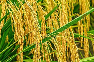 S1035水稻種子簡介，早造種植全生育期125天