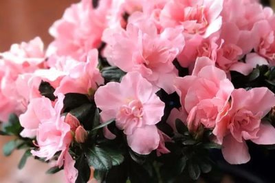 粉杜鵑的花語，寓意愛的快樂、鴻運(yùn)高照等