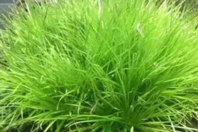 水草的養(yǎng)殖技術，養(yǎng)殖場所盡可能防止陽光照射