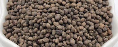 急性子的種植方法，可在春季和夏季播種