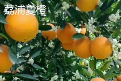 廣西省荔浦市的特產(chǎn)，荔浦馬蹄久負盛名