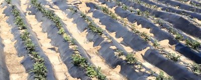 甘薯地膜覆蓋種植方法,生育后期低溫會(huì)影響產(chǎn)量