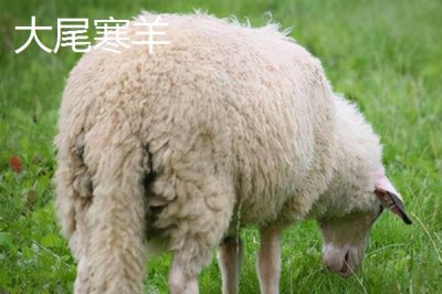 山東省臨清市的特產(chǎn)，臨清醬牛蹄、濟(jì)美醬菜、拖板豆腐均為傳統(tǒng)名吃