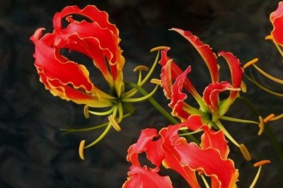 嘉蘭的花語，花語是榮光