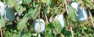冬瓜露地種植時(shí)間，春夏兩季都可以