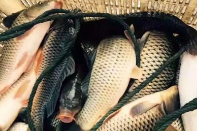 天下鯉釣鯉魚怎樣搭配，隨季節(jié)氣溫來搭配餌料