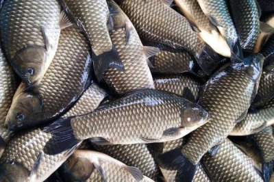 預(yù)防鯽魚(yú)出血病的方法,需定期清淤曬塘、富含蛋白的飼料要減少使用