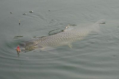 水庫釣青魚的適宜水深，釣點要選擇安靜隱蔽處