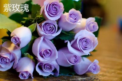 紫色花卉的花語，不同花卉的花語不同
