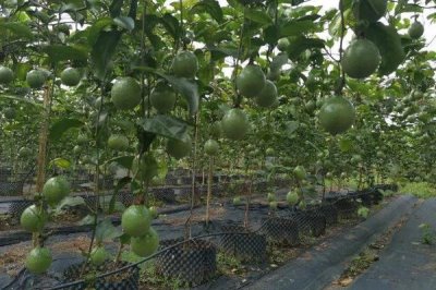 百香果的產(chǎn)地，廣植于熱帶和亞熱帶地區(qū)