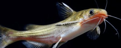 養(yǎng)殖黃顙魚的利潤，一畝池塘大約可獲利1萬元左右