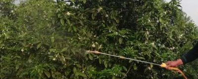 滅掃利農(nóng)藥的作用，對害蟲擊倒快