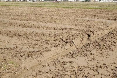 菠菜的種植時(shí)間，春菠菜在3月播種