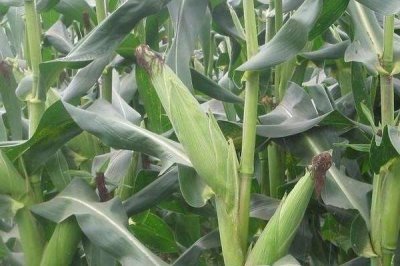 六顆星551玉米種子介紹，適宜播種期4月下旬至5月上旬