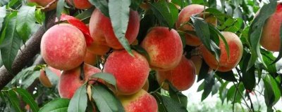 東豐冬桃的產(chǎn)地，分布于安徽、云南、貴州、四川等地