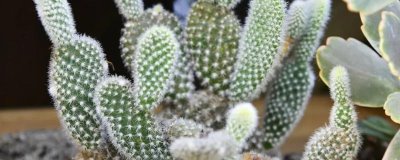 仙人掌的花語，寓意堅(jiān)強(qiáng)不屈、剛毅愛情等