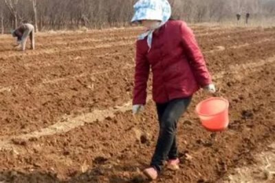 越冬菠菜什么時(shí)候種植，可在平均氣溫在17-19℃時(shí)播種