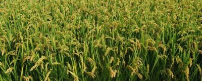 粳稻適宜的種植海拔上限是多少，適宜種植海拔為1800米以上