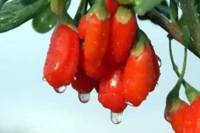 枸杞主產(chǎn)于哪些省份，寧夏、內(nèi)蒙古、甘肅、河北等省份是主產(chǎn)地