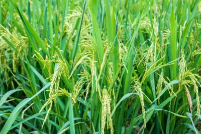 楚粳54號水稻種子特征特性，全生育期175天