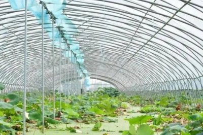 蓮藕淺水定向種植方法，平斜栽植、栽后保持3-5厘米的淺水層