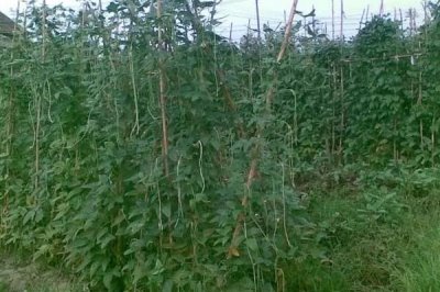 豆類蔬菜怎么進(jìn)行水肥管理，花期要避免田間出現(xiàn)積水