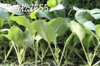 青梗松花菜苗的價(jià)格，一株需要0.1-0.5元左右